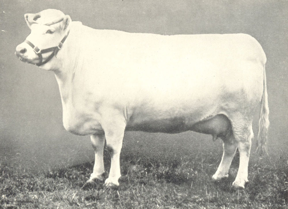 CATTLE. Shorthorn Cow